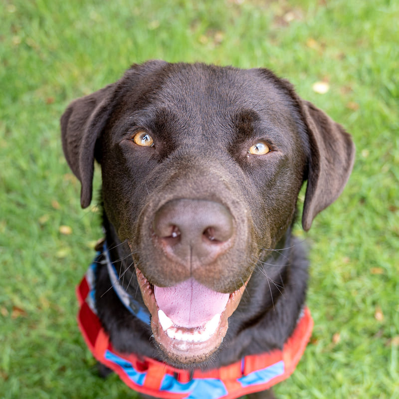 be-a-Forrest-dog-volunteer