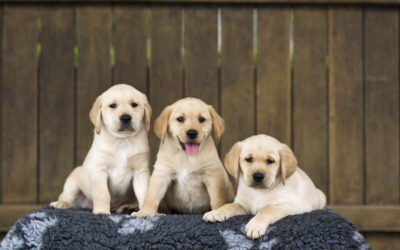 Introducing the Terrific T-Litter!