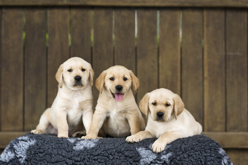 t-litter puppies