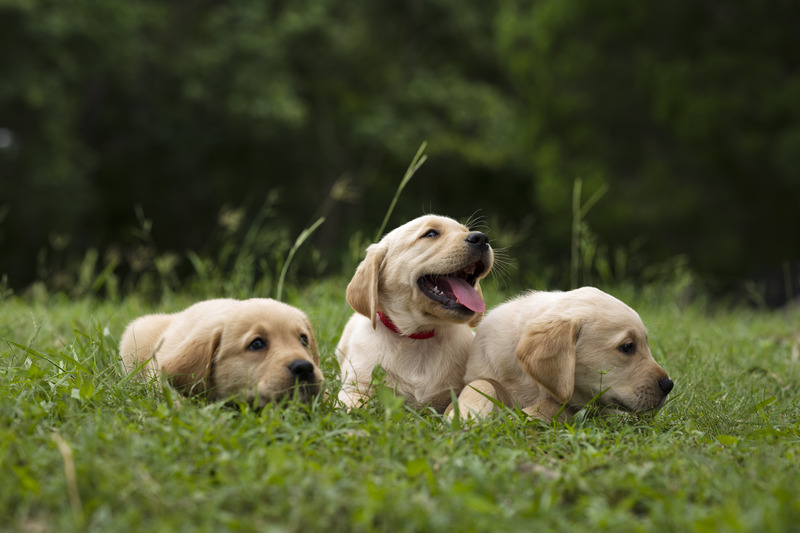 The T-litter are living their best lives.