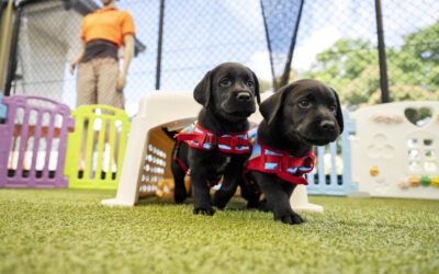 Introducing the new kids on the block!