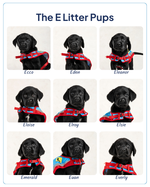 Three rows of headshots for black labrador puppies in Assistance Dog learner jackets