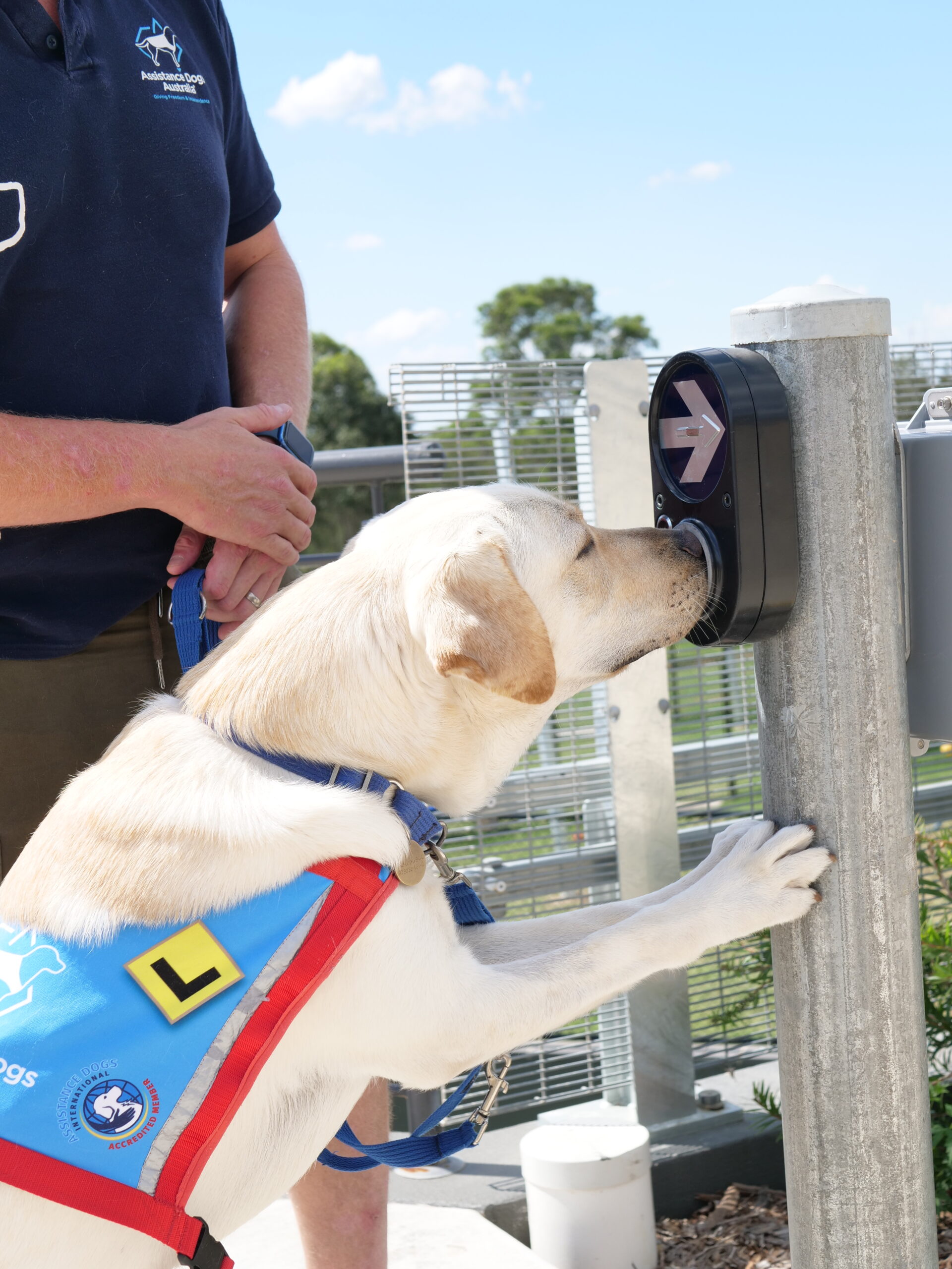 Labrador pressing nose into pedestrian crossing button