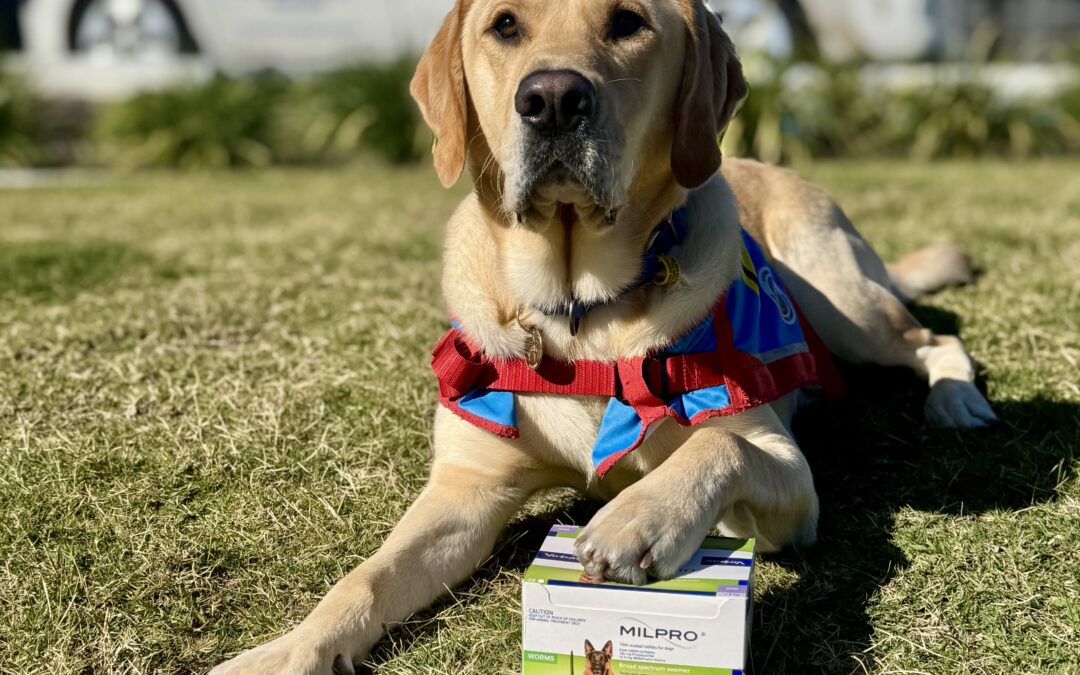 Yellow dog lying down with paw resting on a box of Milpro worming tablets