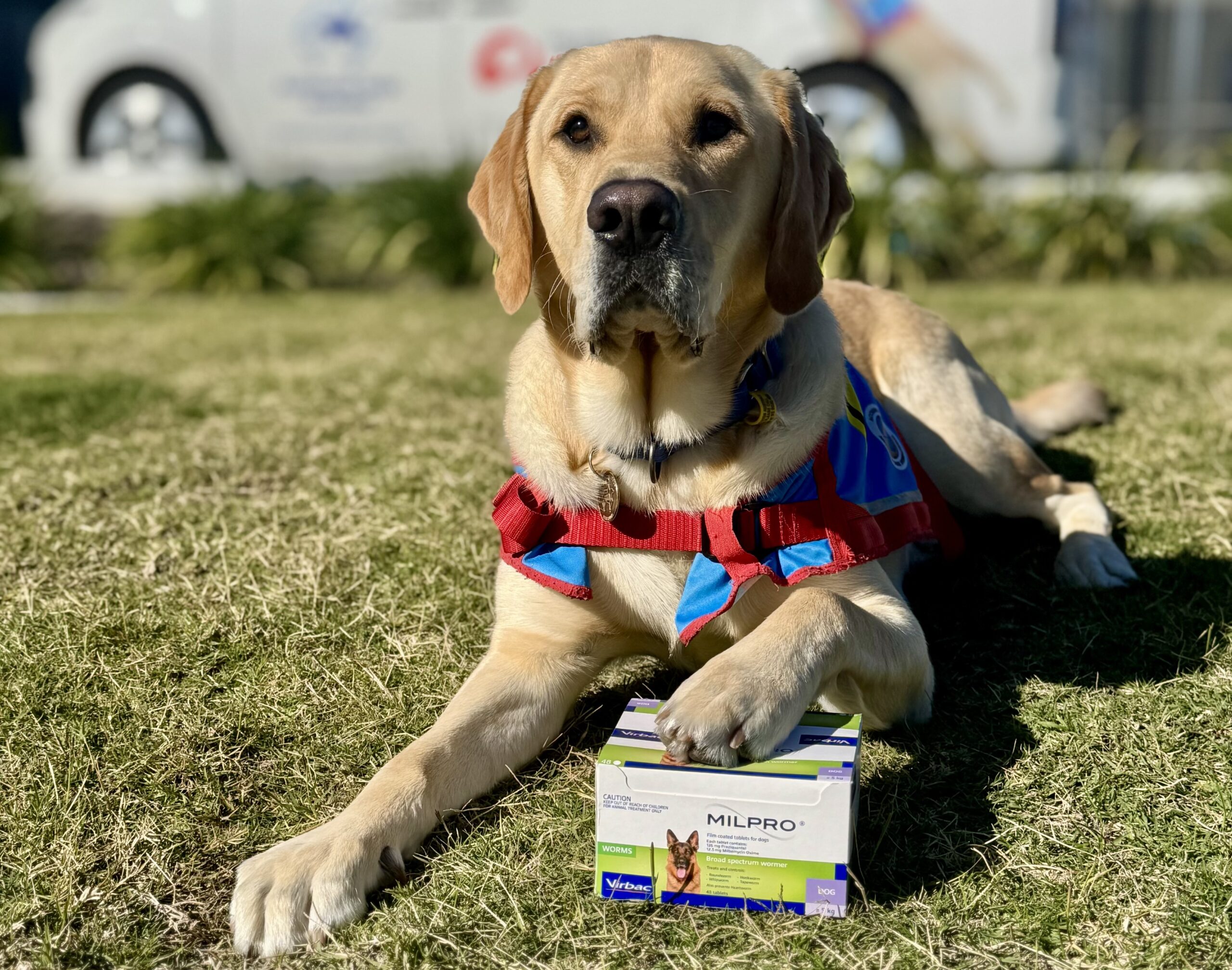 Yellow dog lying down with paw resting on a box of Milpro worming tablets