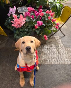 labrador puppy sitting in front of bouquet of flowers outside florist