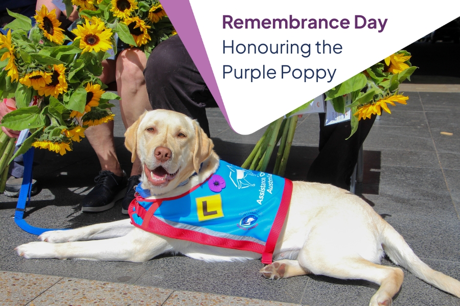 labrador in learner jacket sitting among sunflowers wearing a purple poppy for remembrance day