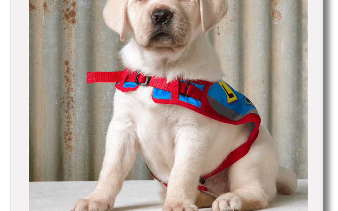 Meet Kiwi – A future hero!