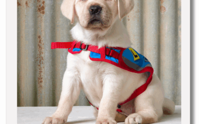 Meet Kiwi – A future hero!