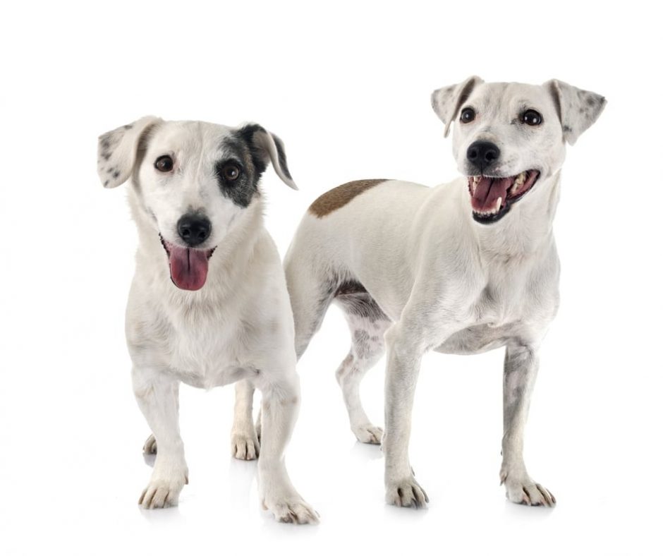 8. Jack Russels - Charming, affectionate, and small, Jack Russells make for wonderful family dogs. They were made to hunt foxes and are very energetic.