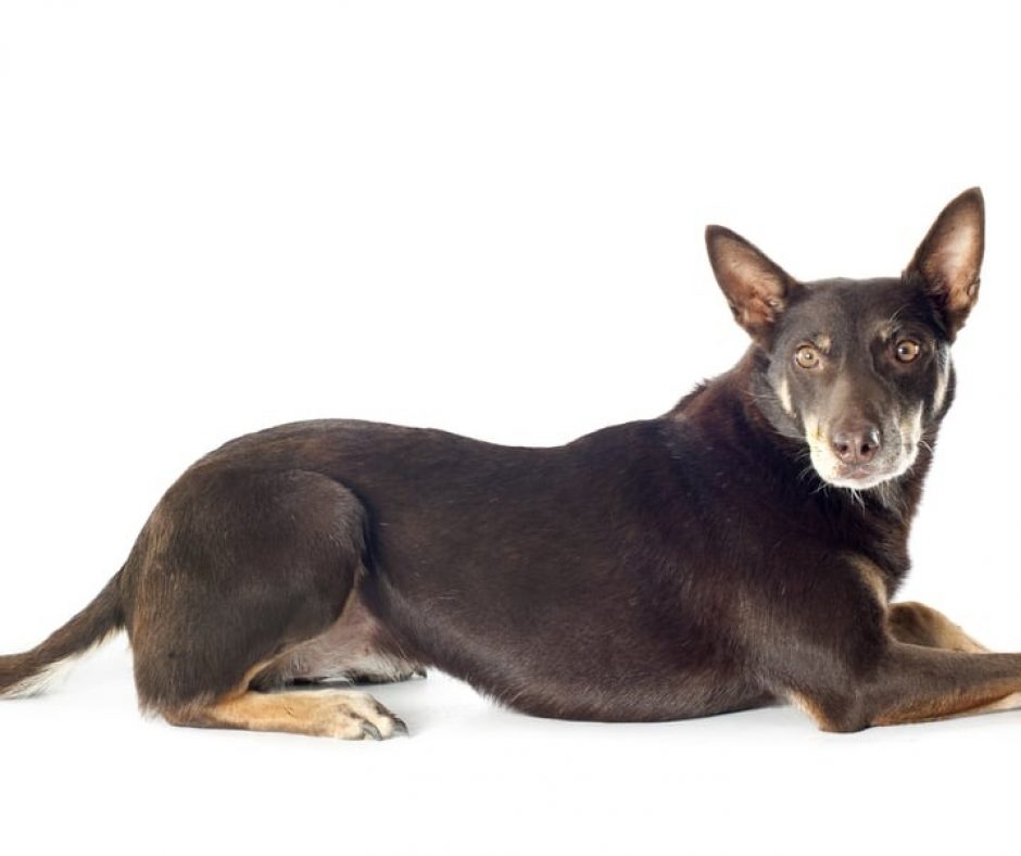 6. Australian Kelpie - Easily trainable, the Australian Kelpie excels in dog sports and in jobs such as herding or search-and-rescue. They’re also great watchdogs.