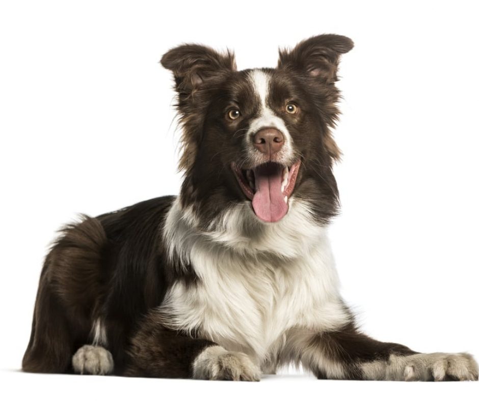 1. Border Collie - There’s never a dull moment with a Border Collie. They are highly intelligent, active and hard-working – and clearly, very much beloved by Australians.
