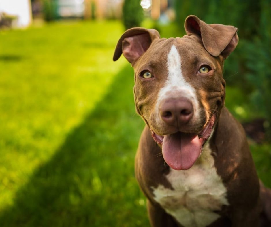 7. Staffordshire Bull Terrier - Despite their muscular body, intense stare and imposing stance, the Staffy is a softie at heart.
