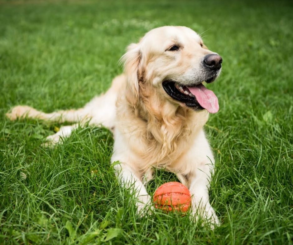 5. Golden Retrievers - One of the ultimate family dogs, Golden Retrievers are great with kids and home life. They’re loyal, loving, and easy to train.