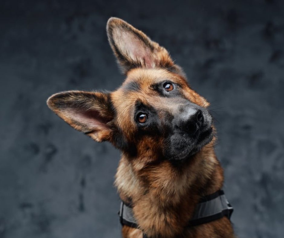 9. German Shepherd - German Shepherds are famous for being in action — as a police dog, or in the military. They are great at search-and-rescue, and detecting narcotics or explosives.