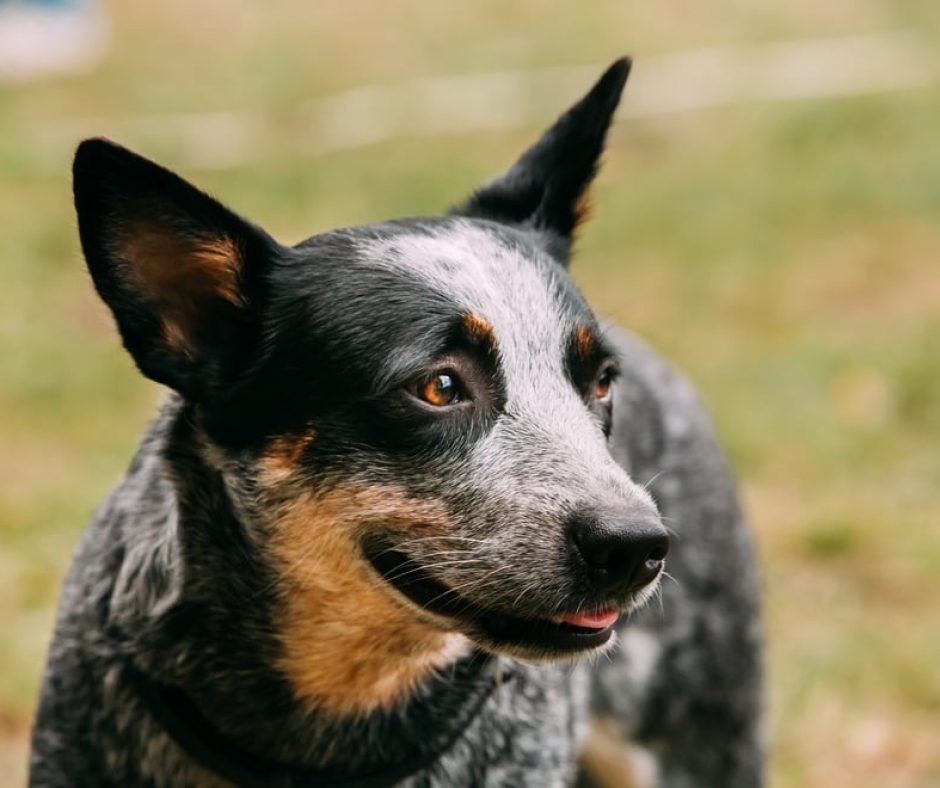 10. Australian Cattle Dog - This intelligent breed was made to herd, and are happiest when they get plenty of mental and physical activity.