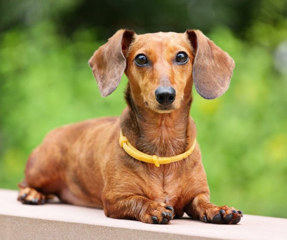 3. Dachshund - Brave, independent, and stubborn, the Dachshund is tiny but mighty. Despite their sweet faces, they were bred to hunt.