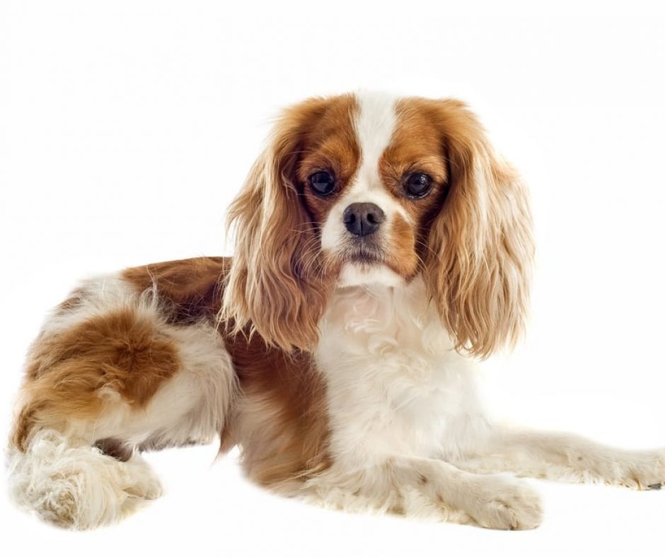 4. Cavalier King Charles Spaniel - These days, this breed loves being a housedog, but is a sporty breed at heart. They love hiking, running on the beach, and being with their family.