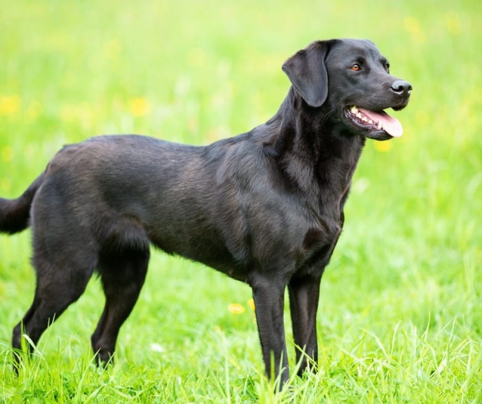 2. Labrador - The ultimate all-rounder, the Labrador is both family-friendly and a fantastic working dog breed. They are loyal to their humans and love to make them happy.